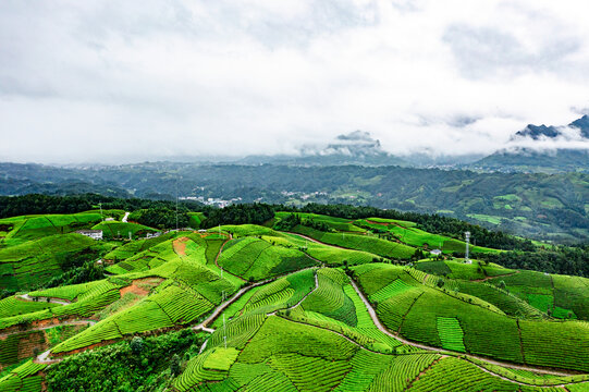 湖北恩施鹤峰木耳山茶园