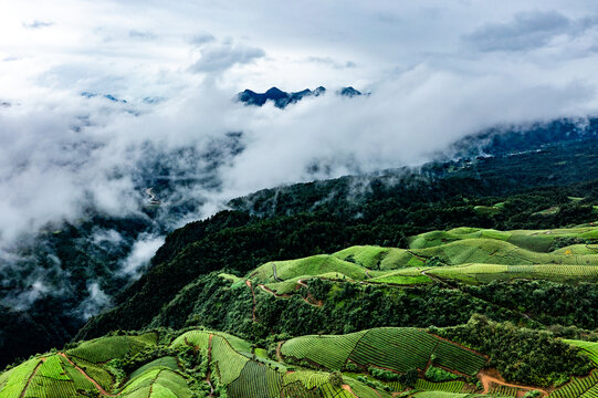 湖北恩施鹤峰木耳山茶园