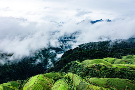 湖北恩施鹤峰木耳山茶园