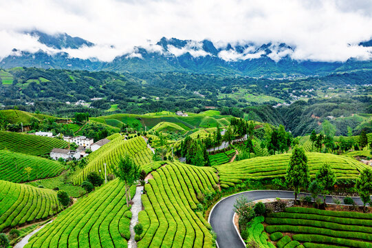 湖北恩施鹤峰木耳山茶园