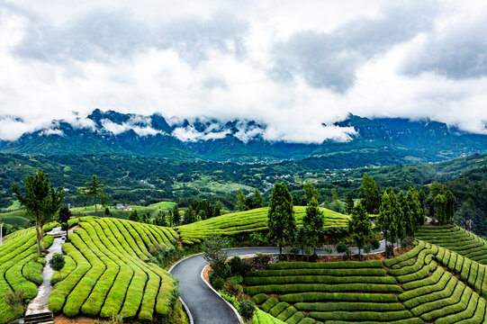 湖北恩施鹤峰木耳山茶园