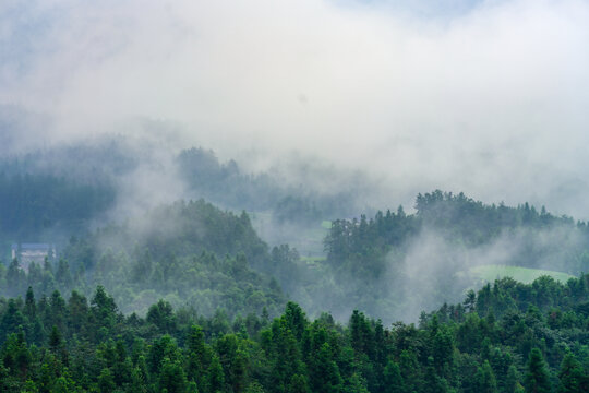 湖北恩施鹤峰木耳山茶园