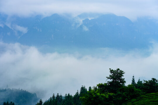 湖北恩施鹤峰木耳山茶园