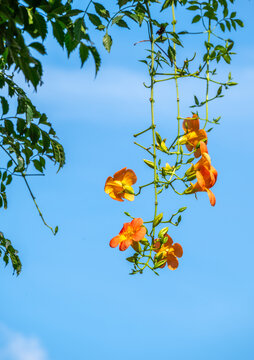 蓝天凌霄花