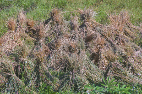 稻草