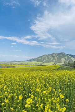 油菜花田