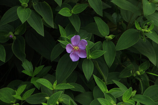 野花野牡丹