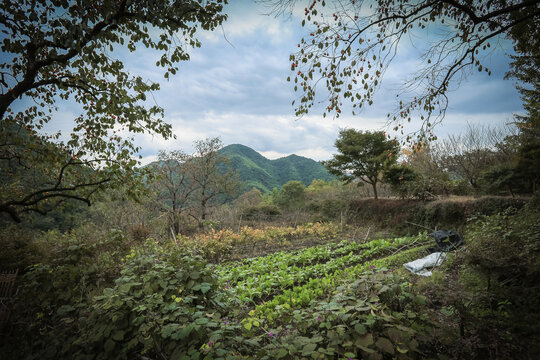 柿林村