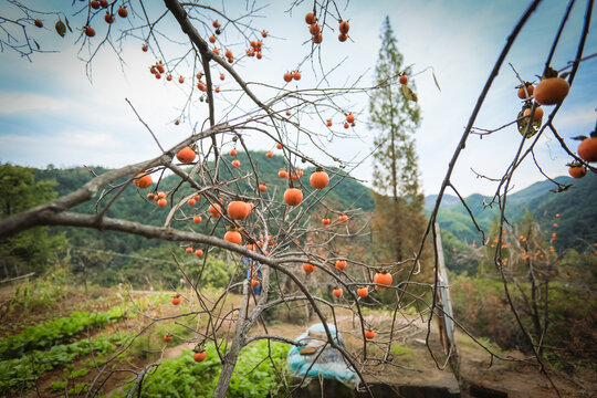 山村风光