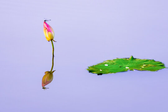 荷花荷塘蜻蜓