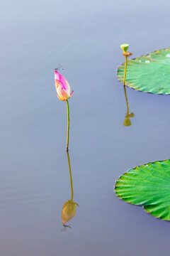 荷花荷塘蜻蜓