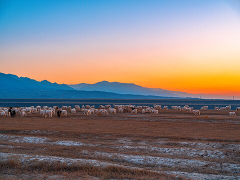 新疆羊群