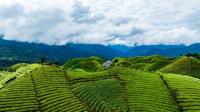 鶴峰木耳山茶場(chǎng)