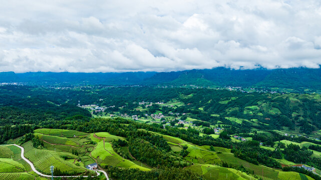 鹤峰木耳山茶场