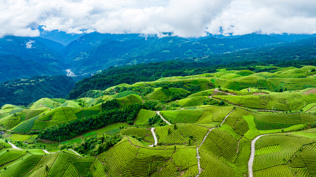 鹤峰木耳山茶场