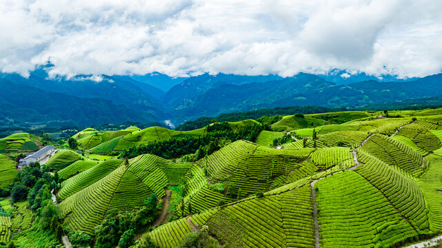 鹤峰木耳山茶场