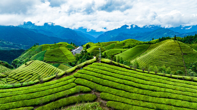 鹤峰木耳山茶场