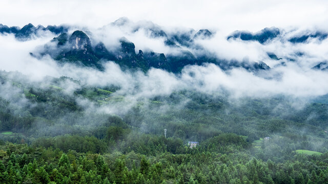 湖北恩施鹤峰木耳山茶园