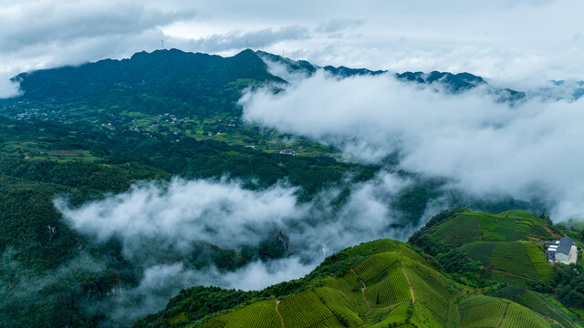 湖北恩施鹤峰木耳山茶园