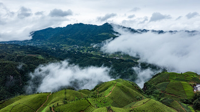 湖北恩施鹤峰木耳山茶园