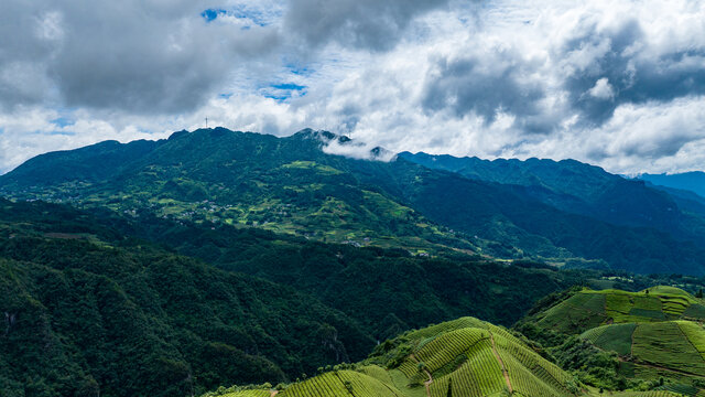 湖北恩施鹤峰木耳山茶园