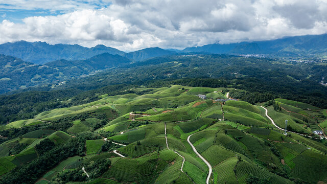 湖北恩施鹤峰木耳山茶园