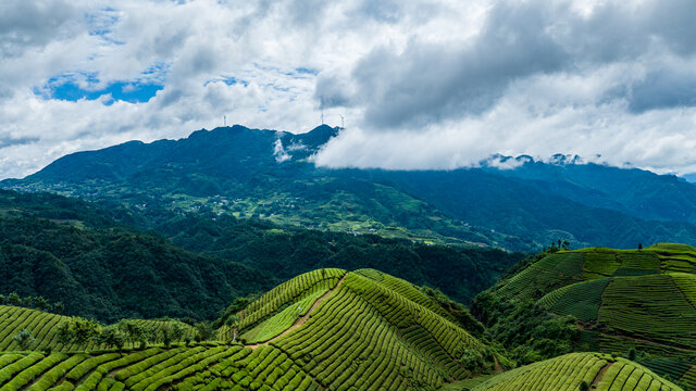 湖北恩施鹤峰木耳山茶园