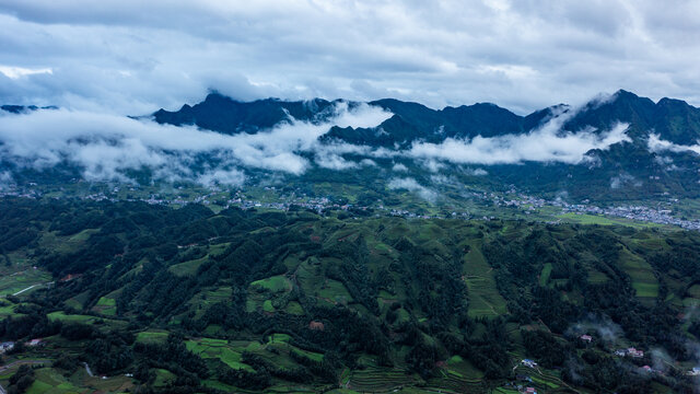 湖北恩施鹤峰木耳山茶园