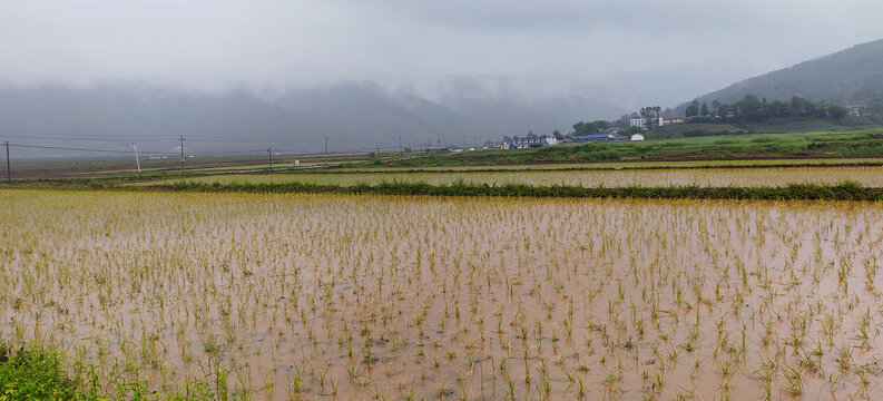 水田素材