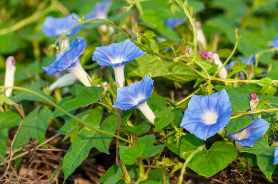 牵牛花