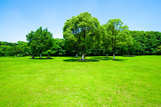 树林草地