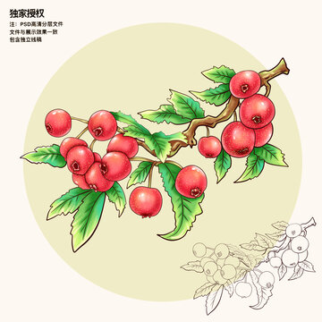 山里紅插畫