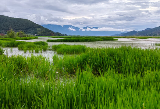 泸沽湖草海