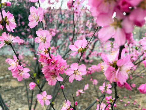 春天盛开的美丽的粉色桃花