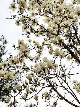 盛开的白色玉兰花