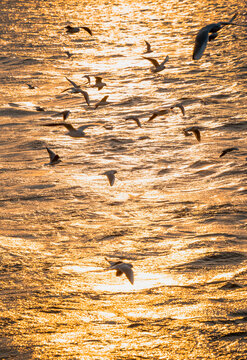 无锡太湖金色湖水上的红海鸥