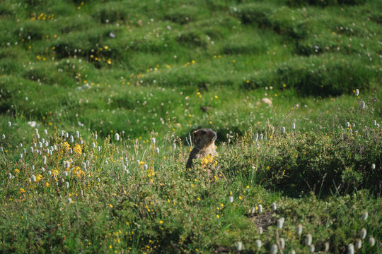 理塘毛娅草原花丛中的土拨鼠