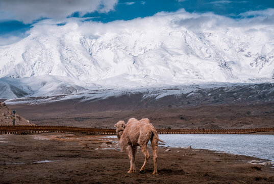 南疆帕米尔高原雪山下的骆驼