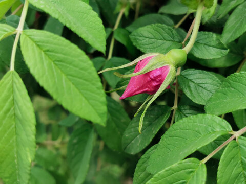 玫瑰花花苞