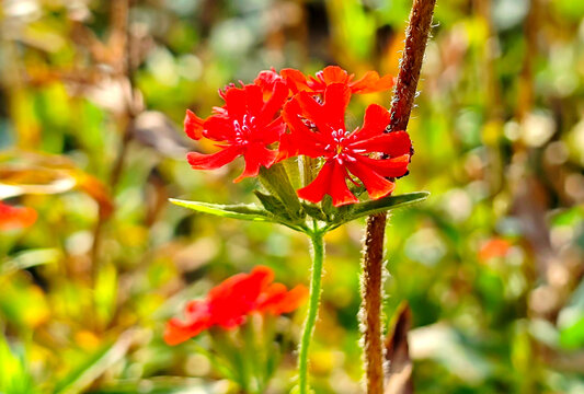 红色鲜花