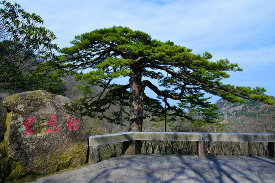 黄山黑虎松