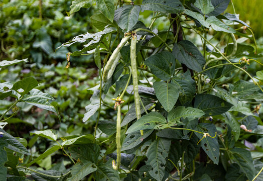 豇豆植株