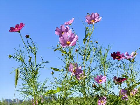 格桑花