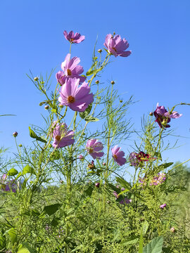 格桑花