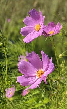 格桑花