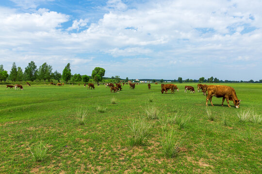 牧场绿地草原上的牛群