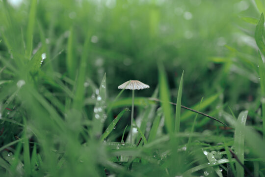 绿草丛中的小蘑菇