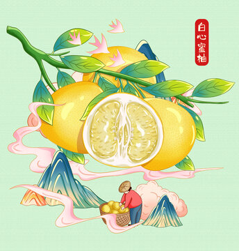 白心蜜柚插畫