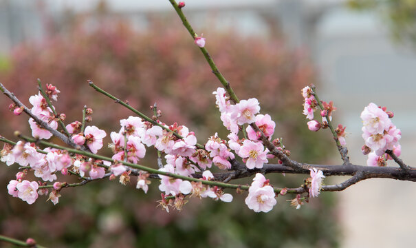 一族梅花