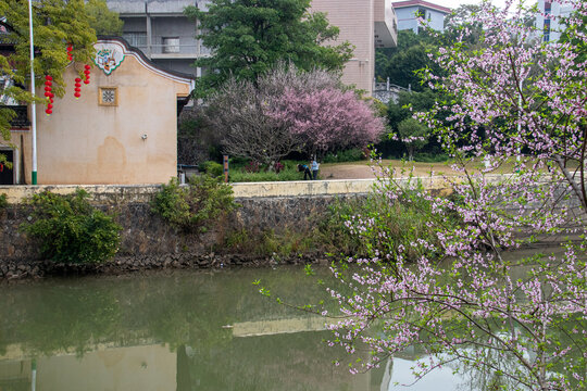 书院桃花开